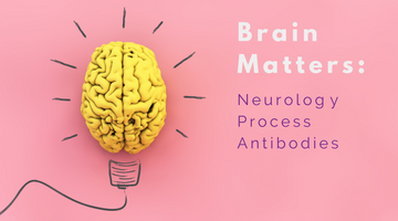 Navigating the Neural Maze: How Neurology Process Antibodies Illuminate Brain Function