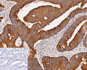 HRP Conjugated Alpaca anti-Rabbit IgG Fc, Recombinant VHH Alpaca Monoclonal Antibody (HA1031)